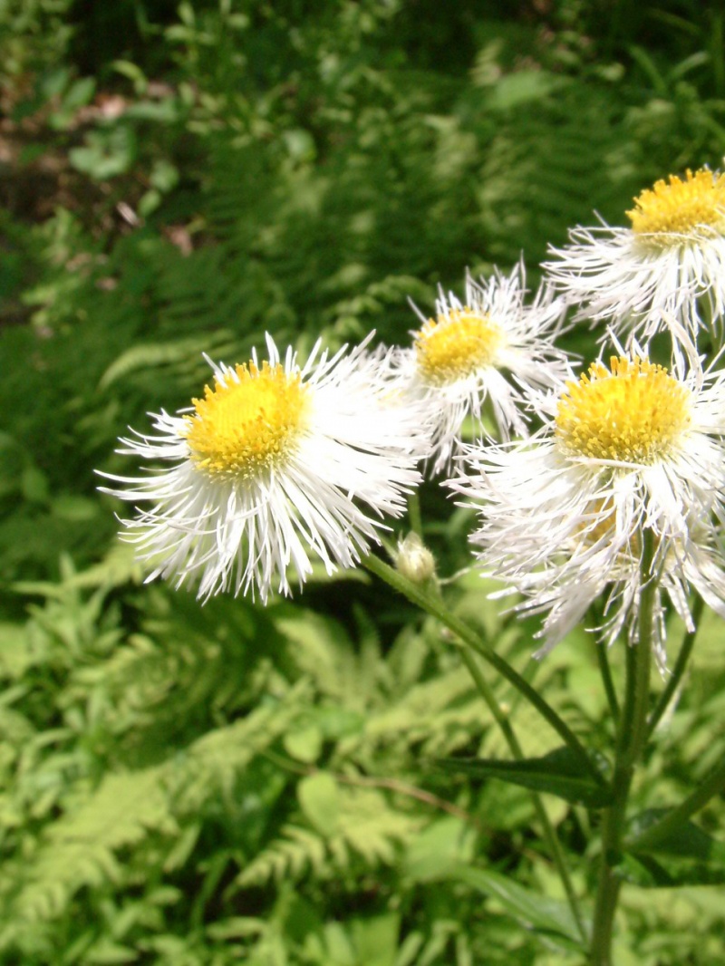Wild Daises in the Woods