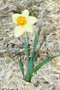 Flower (daffodill)