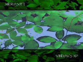 Leafy Windows