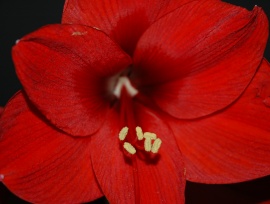 flower_RED