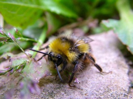 Bumble Bee of Lethargy