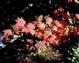 It´s Fall in Maple
