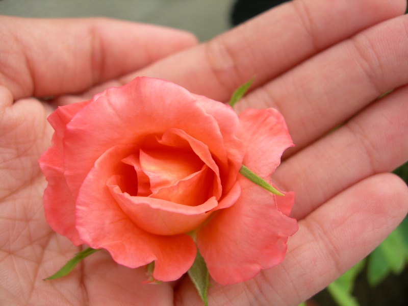 a rose in the hand