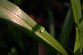 A lil Drop
