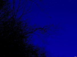 Night  Flight in Blue