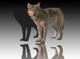Wolf_mirror4