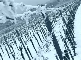 Icy Winegarden