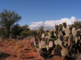 Cactus on Indian Mesa