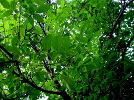 walnut-tree leafs