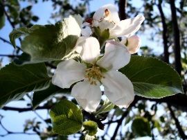 Apple Blossoms 01