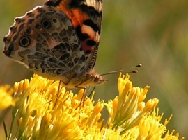 Butterfly on rabbitbush