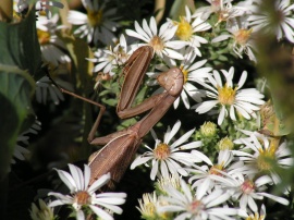 Mantis among the asters