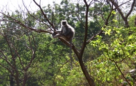 A baboon in the forest