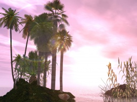 Pink sky and palm tree
