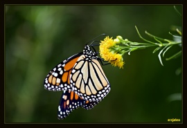 Monarch Butterfly IV