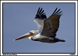 Adult Brown Pelican