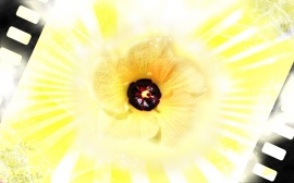 yellow bling flower