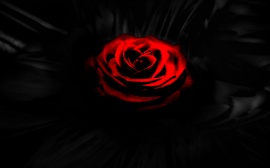 that red rose in the dark