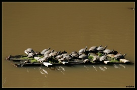 Turtle Barge