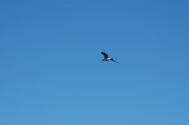 Seagull,Lake Ladoga