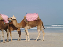 Beach Djerba 6