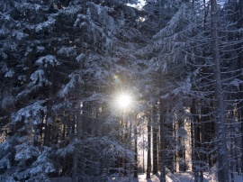 Winter snow - Pohorje