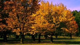 Fall in the Park