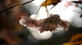 Cherry Blossom Dawn