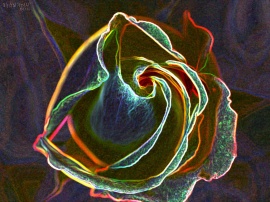 Neon Rose