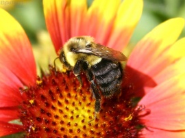 Bee Delighted