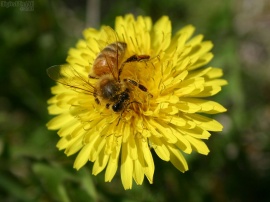 Dandy Bee