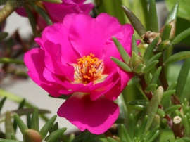 Succulent Rose
