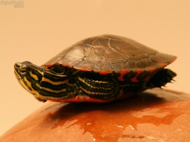Tucker The Turtle