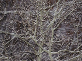Snowy Branches