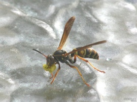 Wasp At Lunch