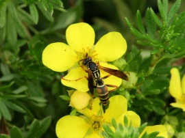 Wasp On Yellow
