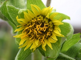 Infant Sunflower