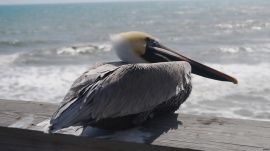 Pelican rest