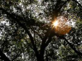Sun Tree