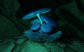 Blue Fungus