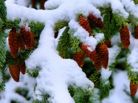 Red Snow Cones