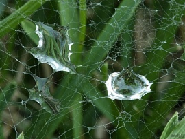 Web Drops