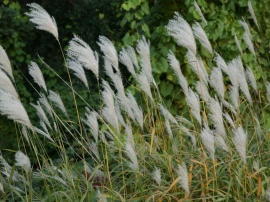Flax InThe Wind