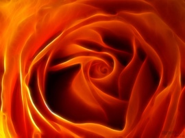 Fire Rose
