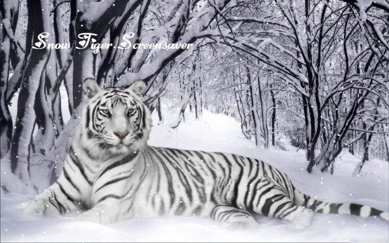 Snow Tiger Screensaver