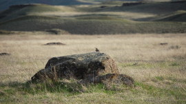 Prairie Bird-Eastern Meadowlark