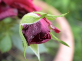 Garden_Rose