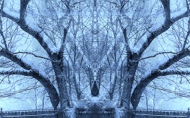 Winter Trees