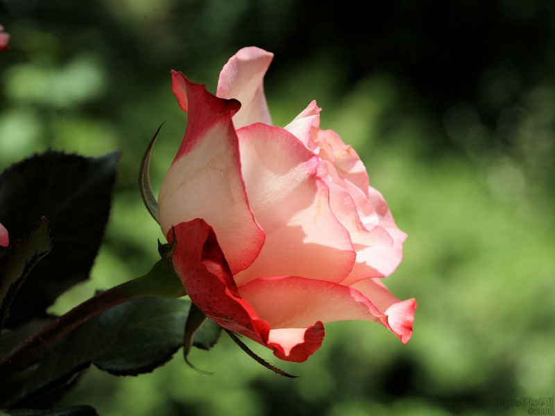 Red Edge Rose