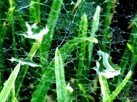 Web Water